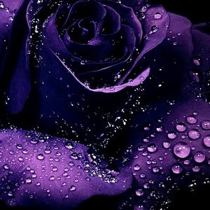 Meet your Posher, Adrienne